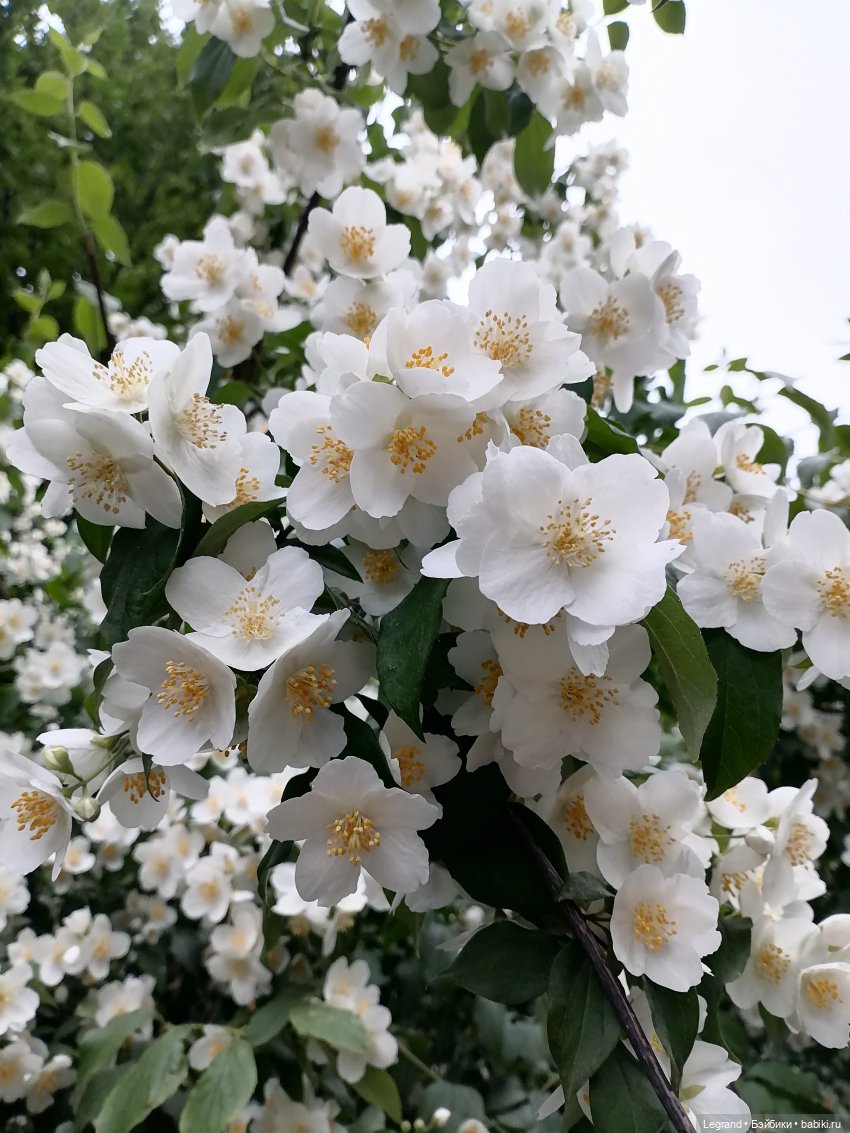 Лурения - Петербург: Отто и июньские цветы - часть первая