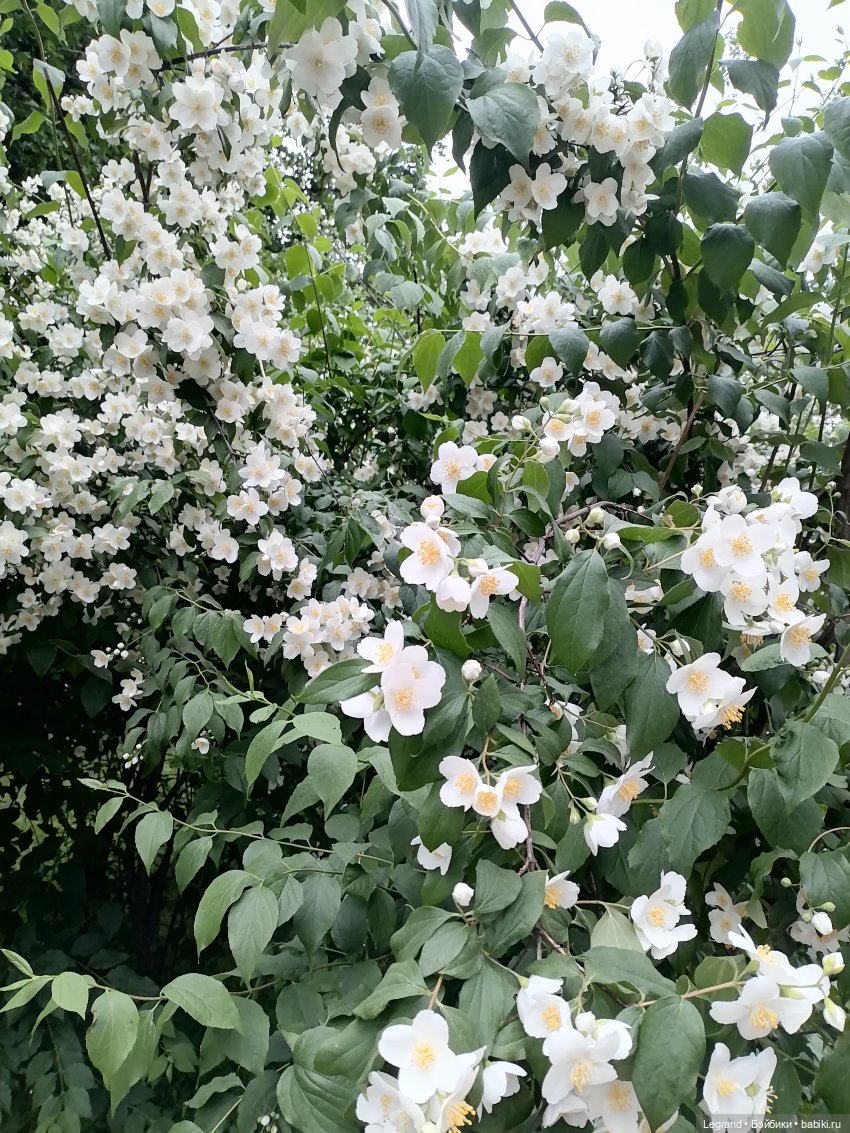 Лурения - Петербург: Отто и июньские цветы - часть первая