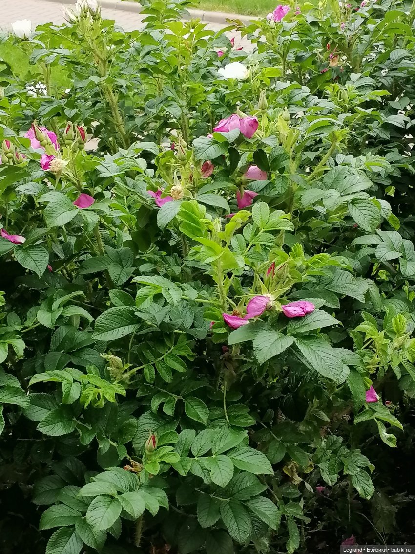 Лурения - Петербург: Отто и июньские цветы - часть первая (фото 7)