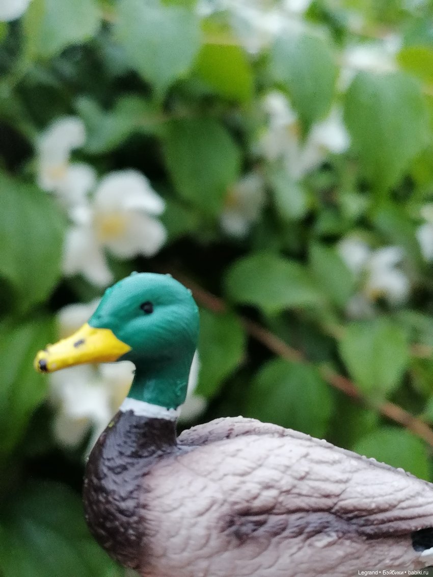 Лурения - Петербург: прогулка с питомцами под дождём