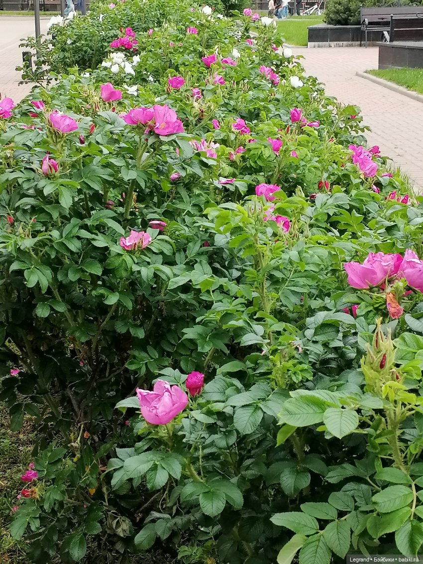 Лурения - Петербург: Отто и июньские цветы - часть первая (фото 6)
