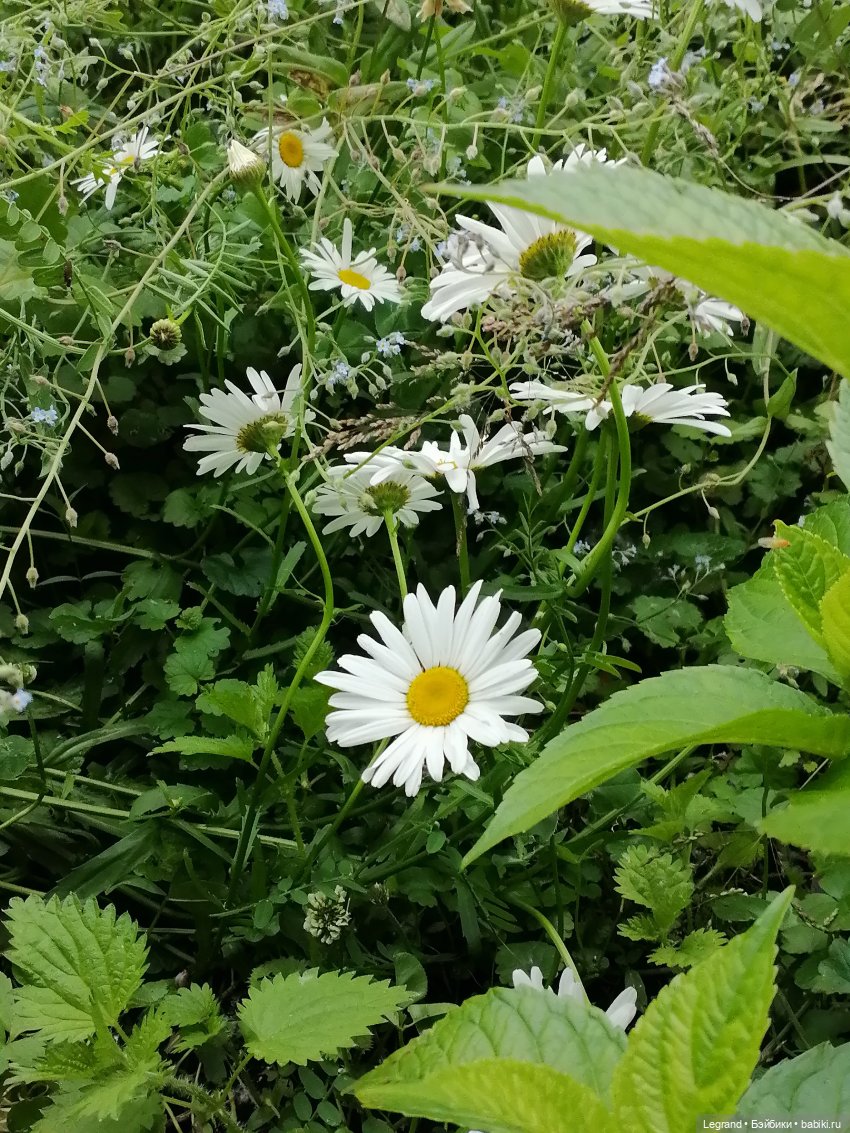 Лурения - Петербург: Отто и июньские цветы - часть первая