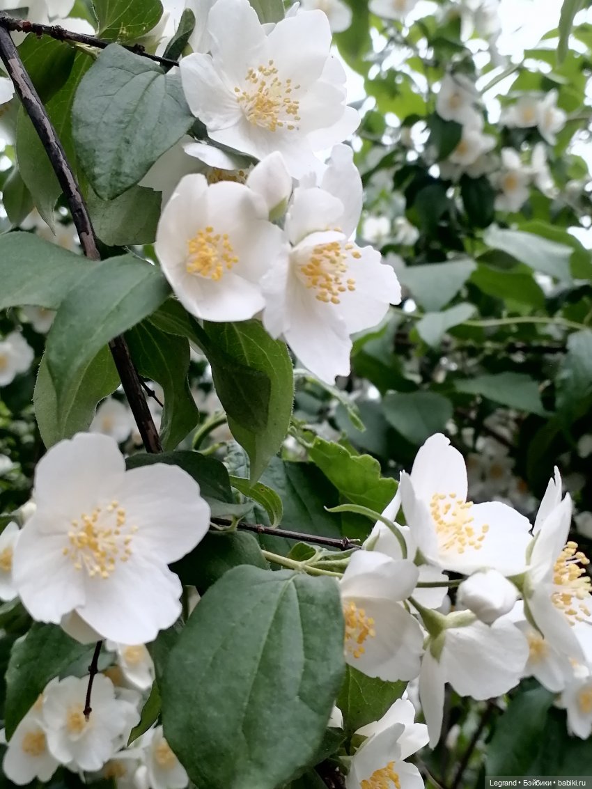 Лурения - Петербург: Отто и июньские цветы - часть первая