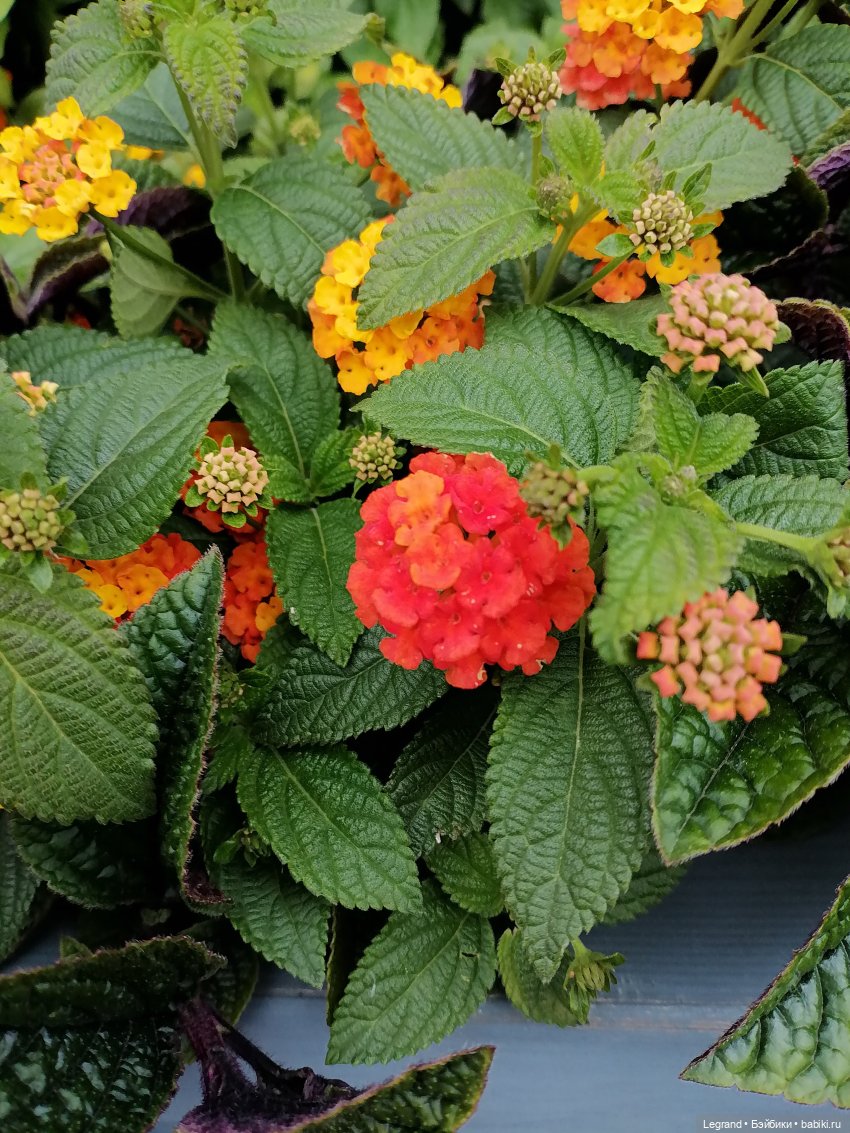 Лурения - Петербург: Отто и июньские цветы - часть первая