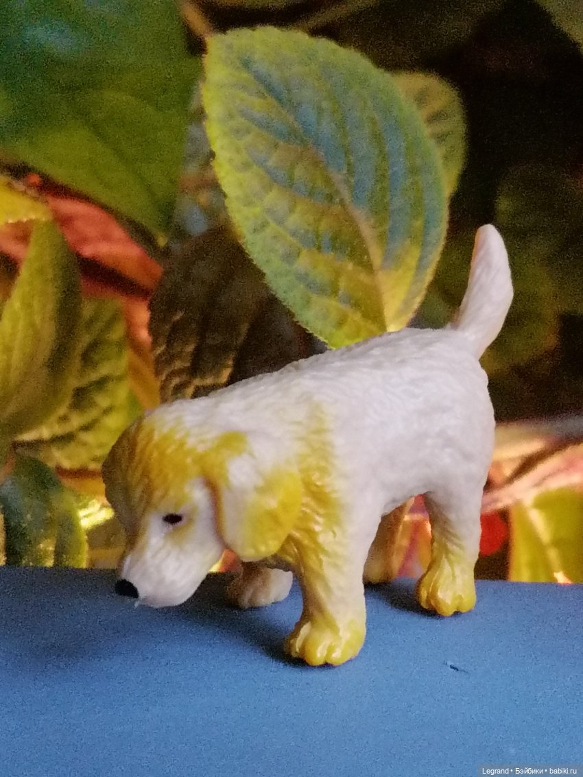 Лурения - Петербург: прогулка с питомцами под дождём