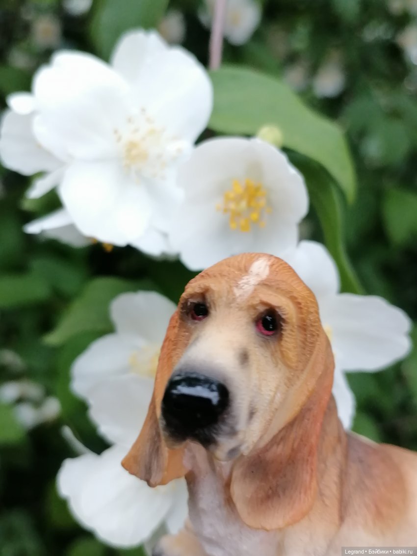 Лурения - Петербург: Отто и июньские цветы - часть вторая (фото 6)