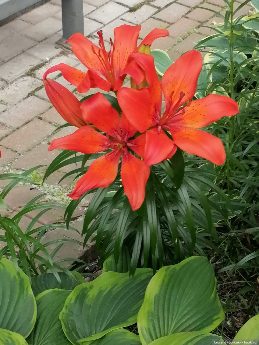 Лурения - Петербург: Отто и июньские цветы - часть первая (фото 2)