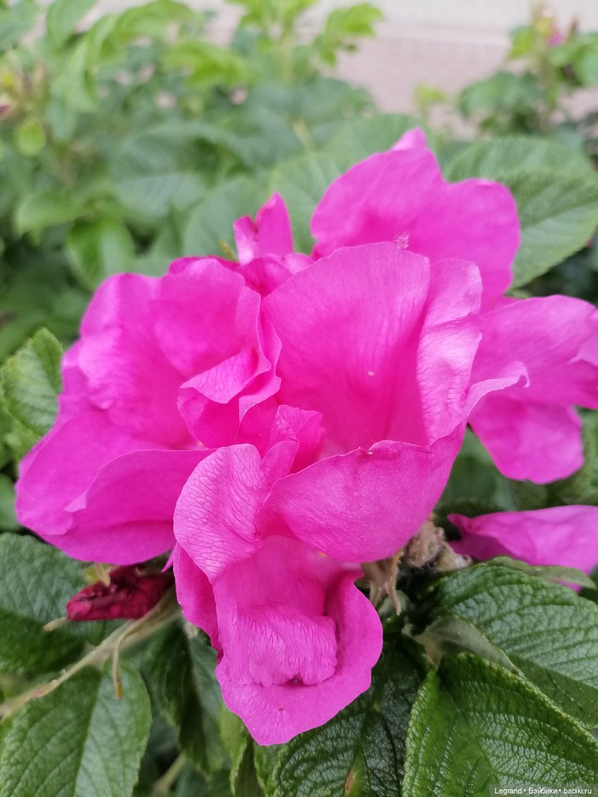 Лурения - Петербург: Отто и июньские цветы - часть первая