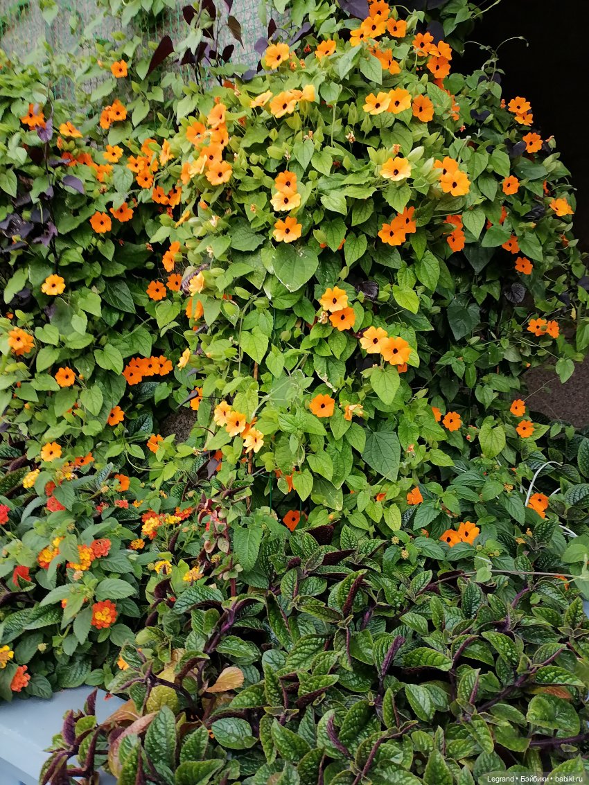 Лурения - Петербург: Отто и июньские цветы - часть первая