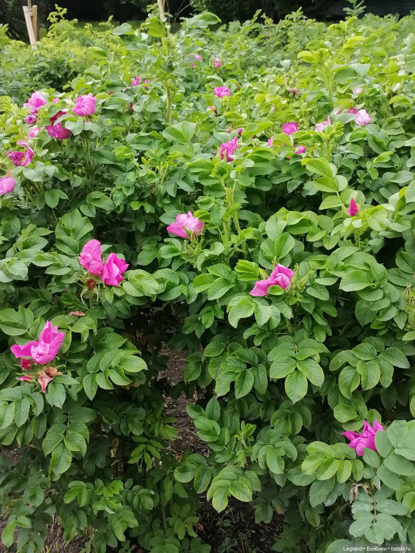 Лурения - Петербург: Отто и июньские цветы - часть вторая