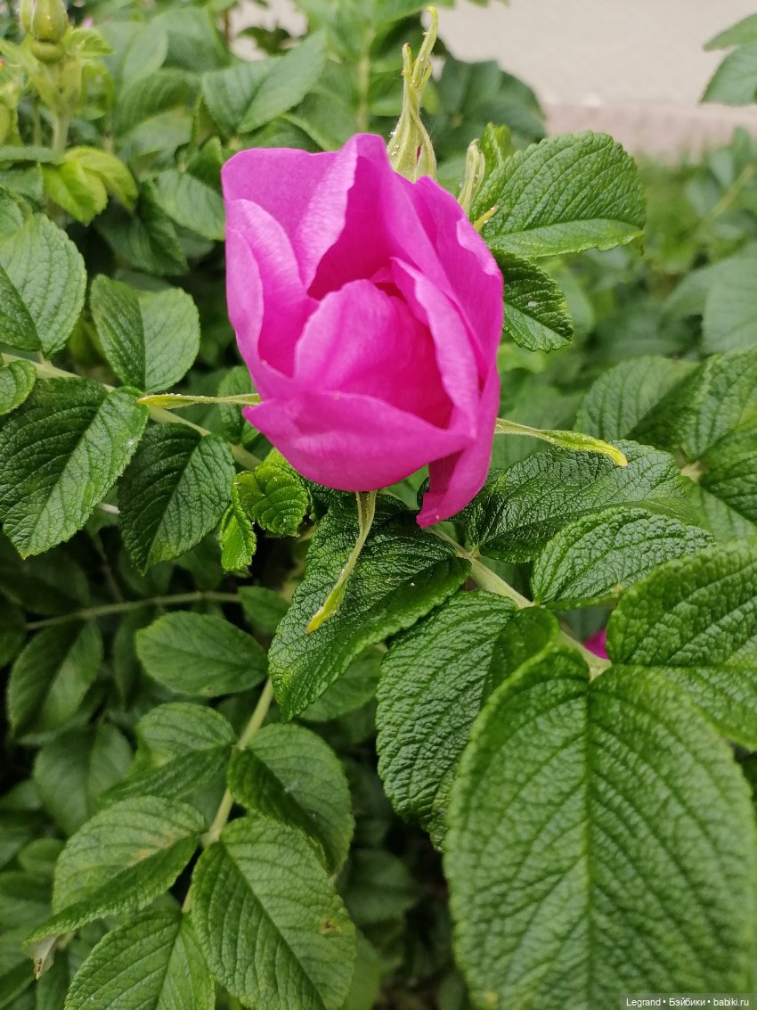 Лурения - Петербург: Отто и июньские цветы - часть первая