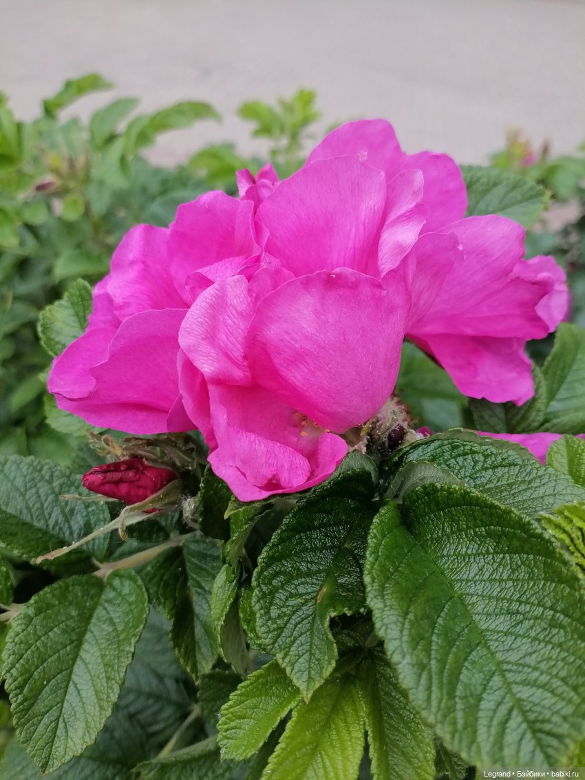 Лурения - Петербург: Отто и июньские цветы - часть первая (фото 10)