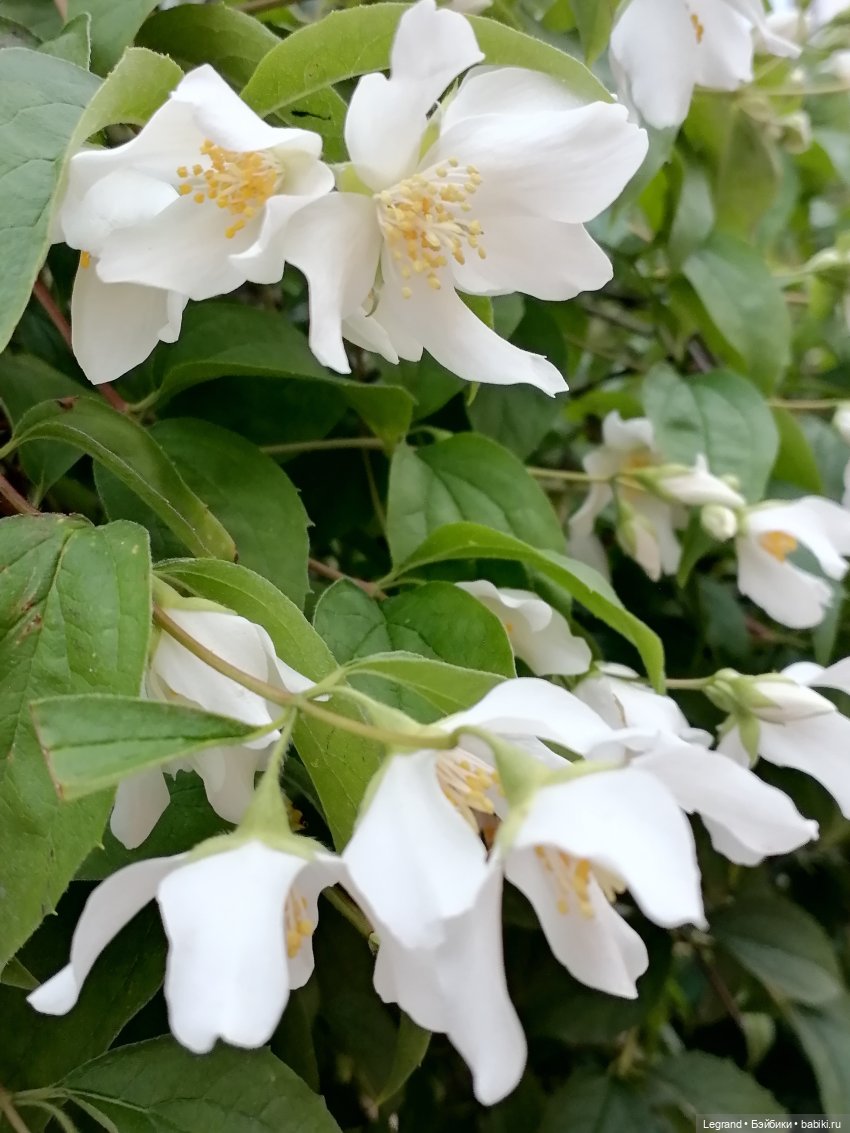 Лурения - Петербург: Отто и июньские цветы - часть вторая