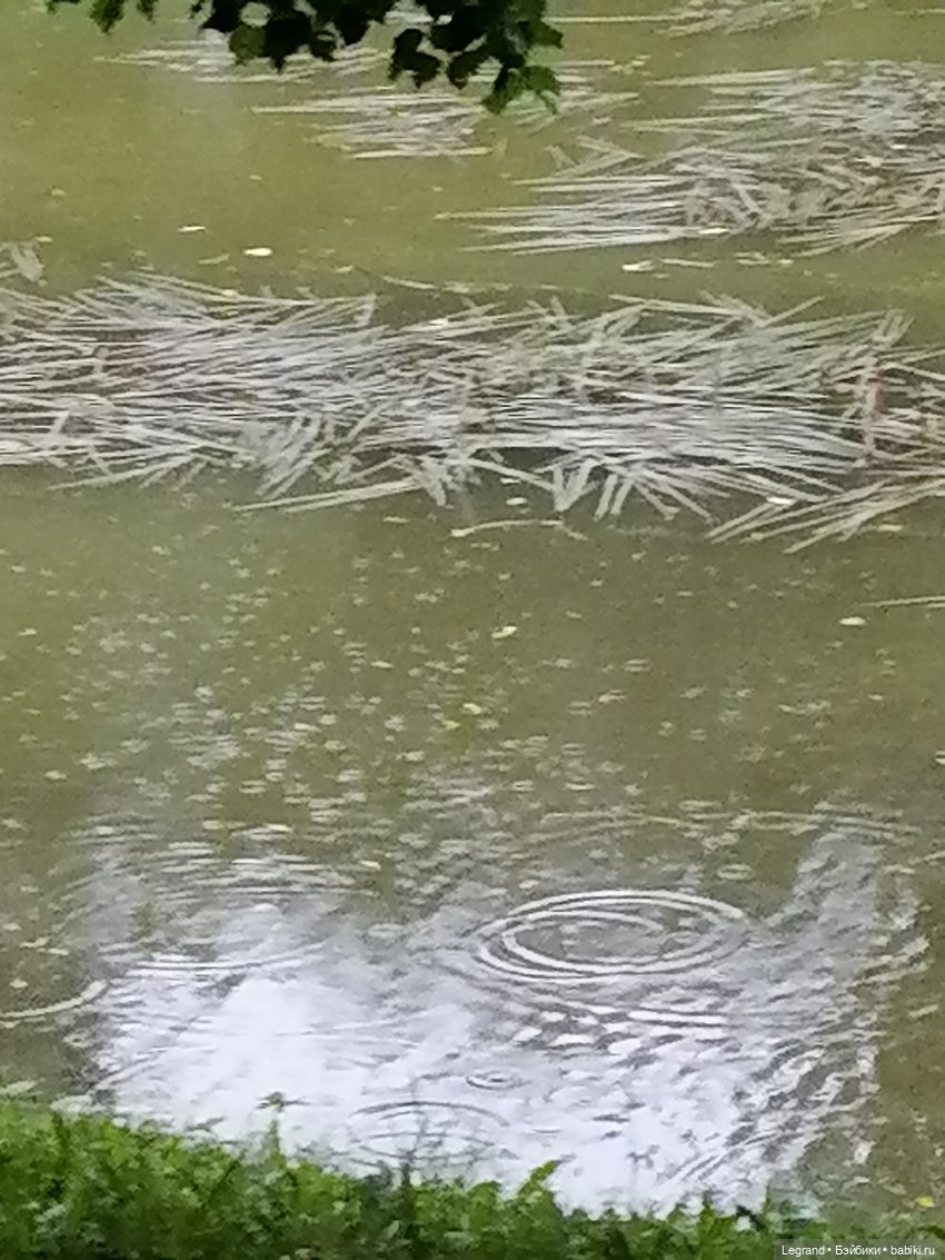Лурения - Петербург: прогулка с питомцами под дождём