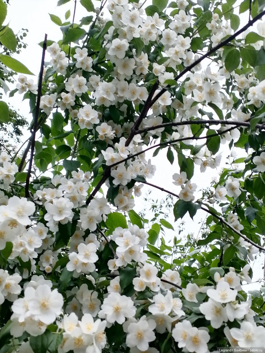 Лурения - Петербург: Отто и июньские цветы - часть первая