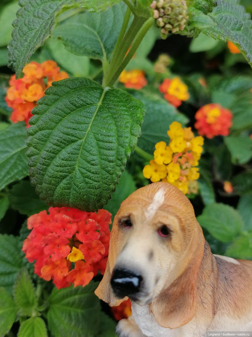 Лурения - Петербург: Отто и июньские цветы - часть первая