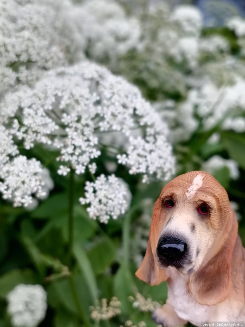 Лурения - Петербург: Отто и июньские цветы - часть первая