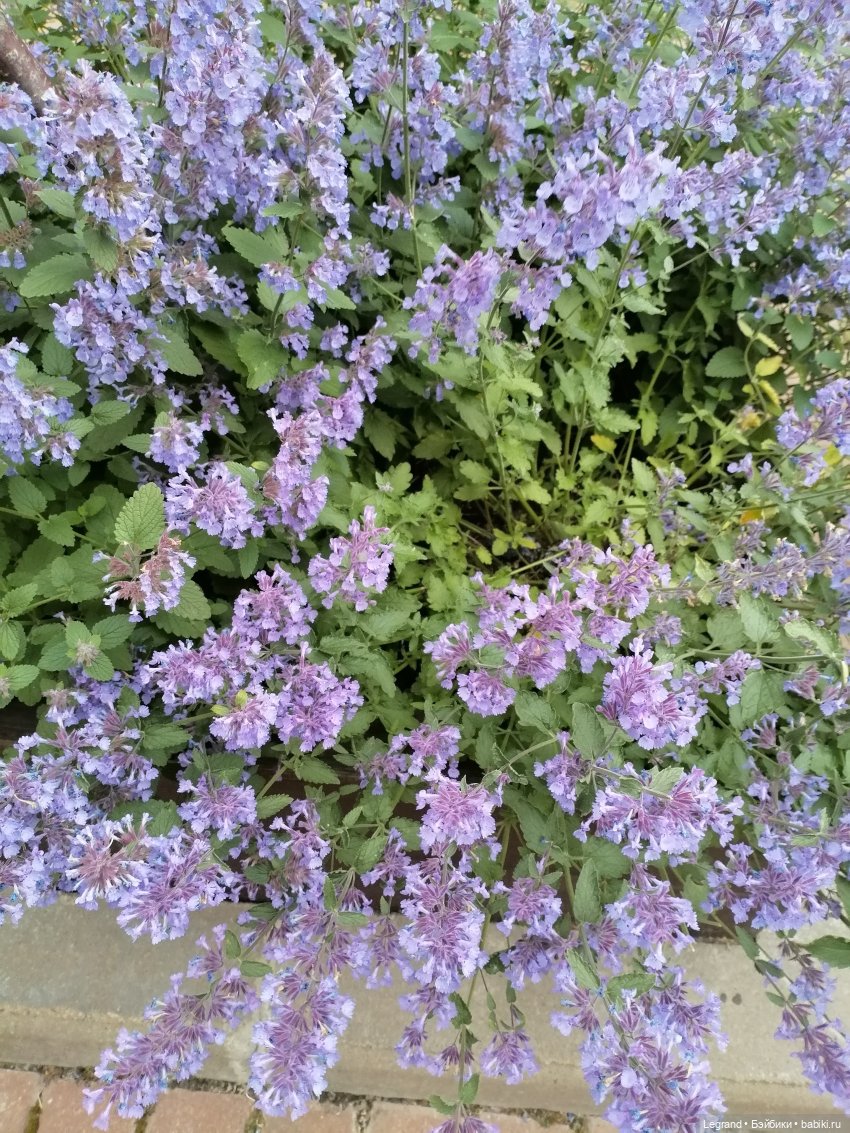 Лурения - Петербург: Отто и июньские цветы - часть вторая