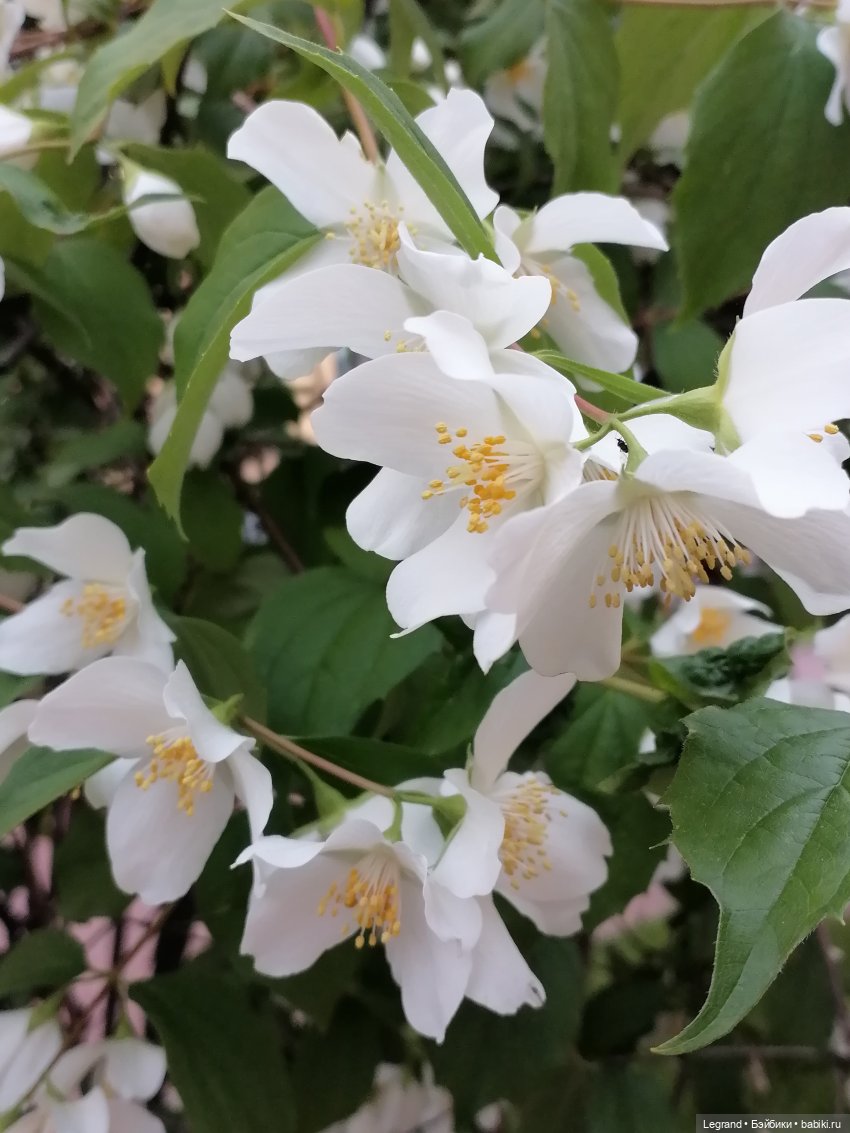 Лурения - Петербург: Отто и июньские цветы - часть вторая