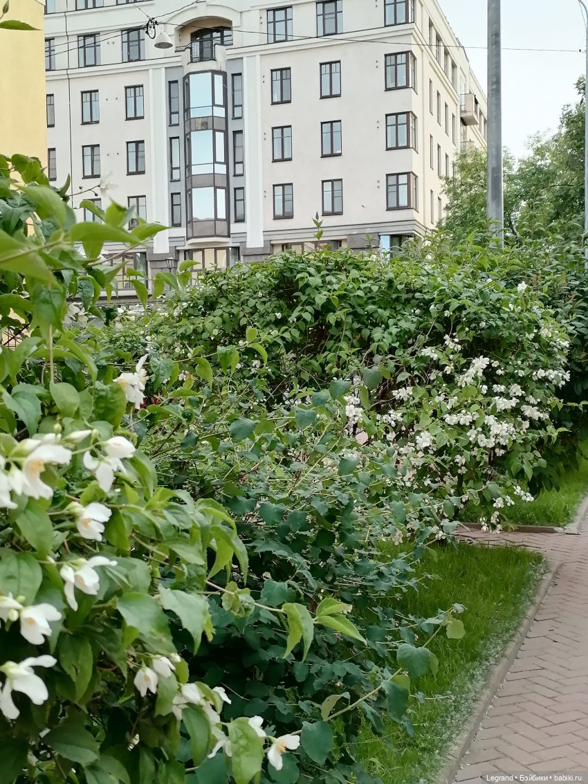 Лурения - Петербург: Отто и июньские цветы - часть вторая