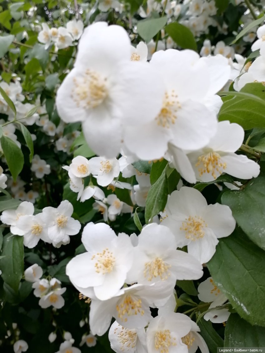 Лурения - Петербург: Отто и июньские цветы - часть вторая (фото 9)