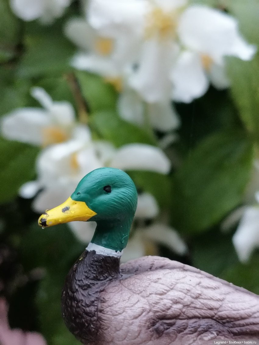 Лурения - Петербург: прогулка с питомцами под дождём