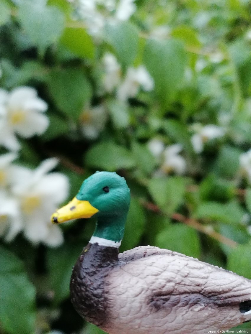 Лурения - Петербург: прогулка с питомцами под дождём
