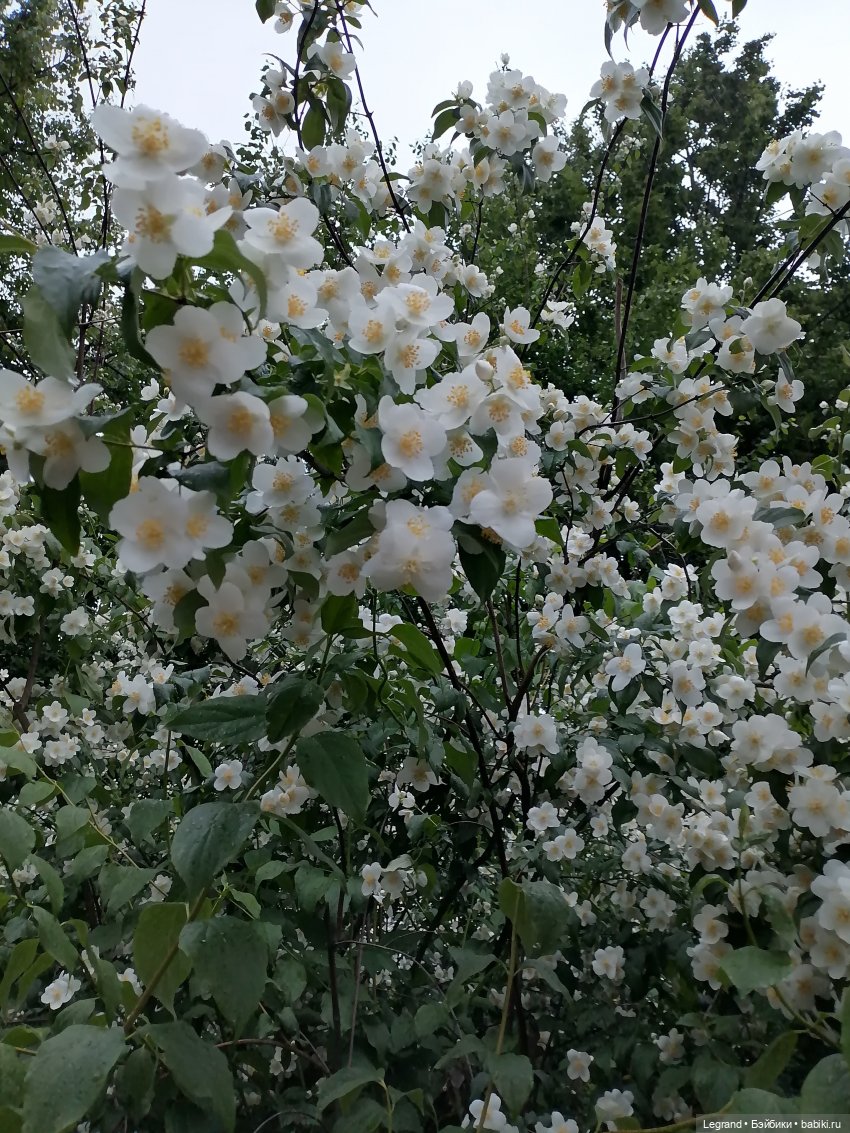 Лурения - Петербург: прогулка с питомцами под дождём (фото 5)