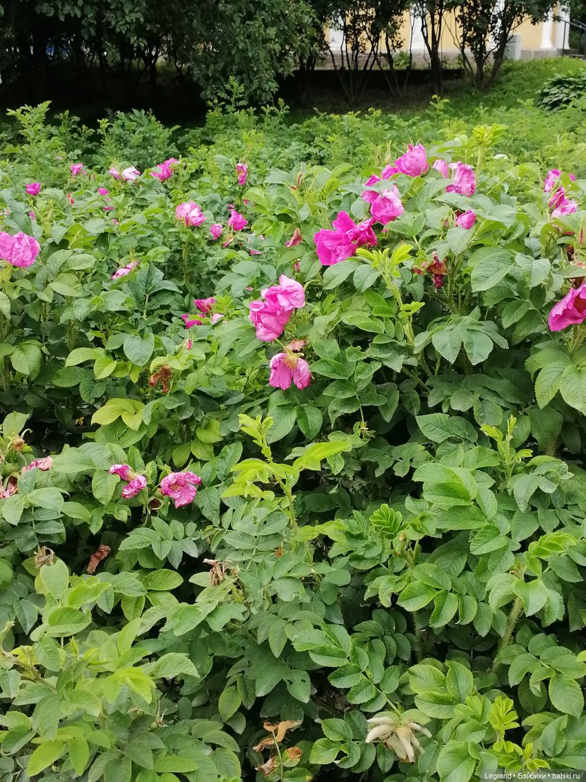 Лурения - Петербург: Отто и июньские цветы - часть вторая