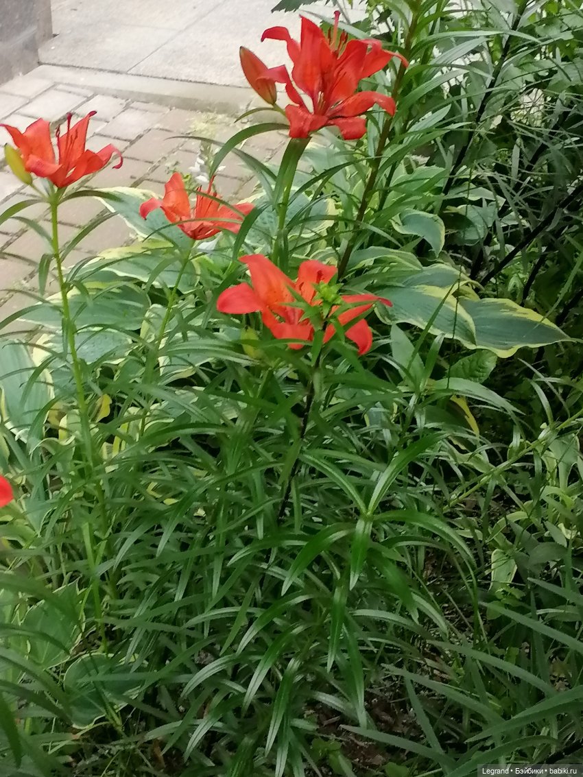 Лурения - Петербург: Отто и июньские цветы - часть первая (фото 3)