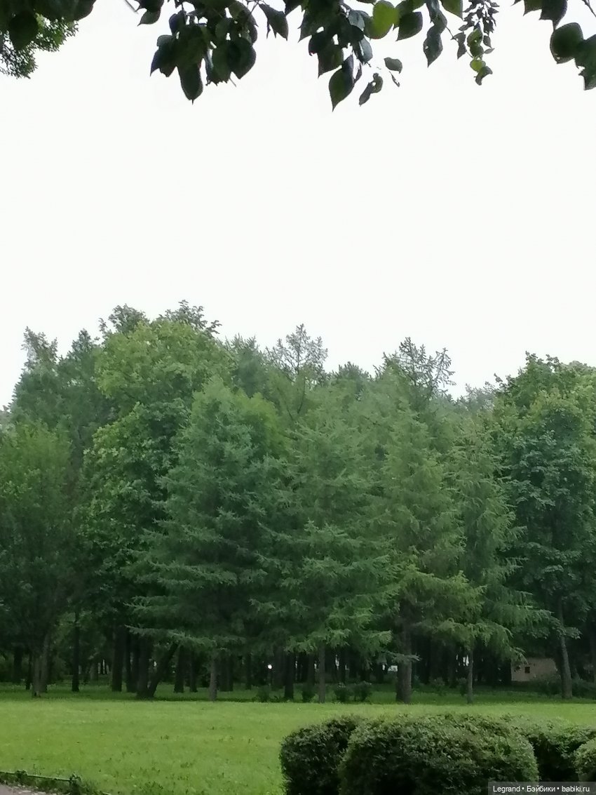 Лурения - Петербург: прогулка с питомцами под дождём