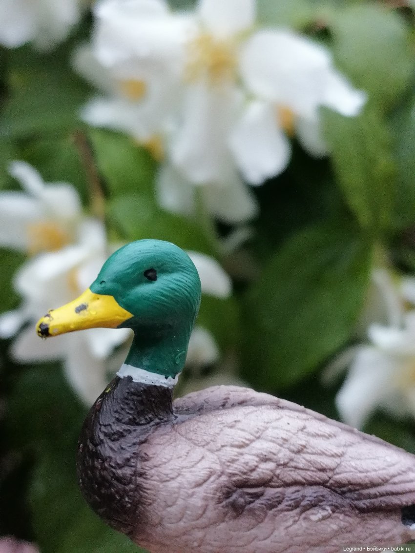 Лурения - Петербург: прогулка с питомцами под дождём