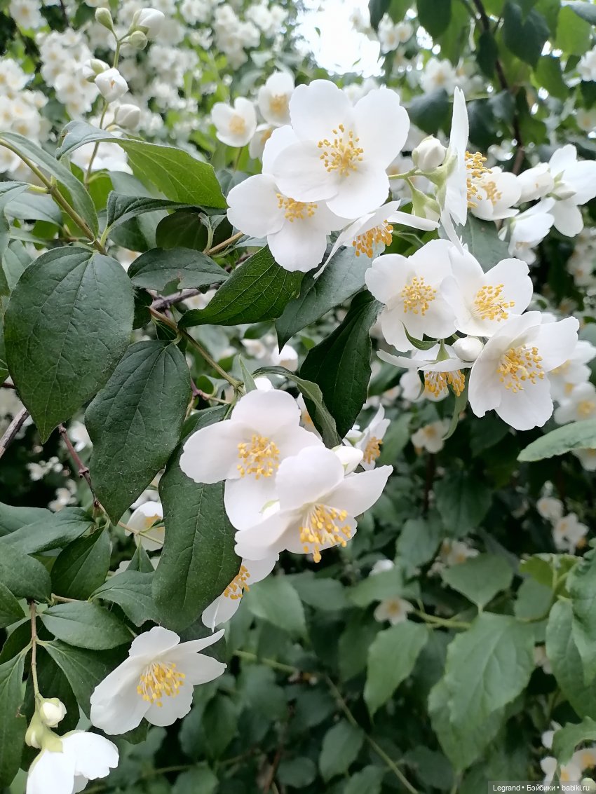 Лурения - Петербург: Отто и июньские цветы - часть первая