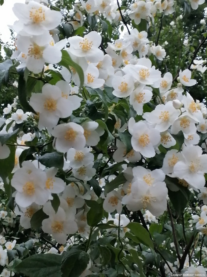 Лурения - Петербург: прогулка с питомцами под дождём (фото 6)