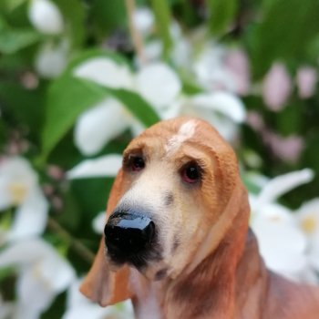 Лурения - Петербург: Отто и июньские цветы - часть вторая