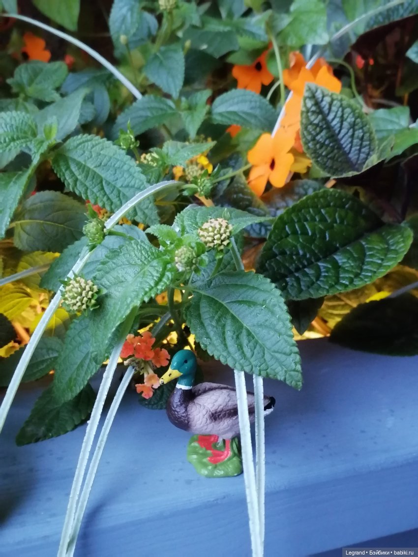 Лурения - Петербург: прогулка с питомцами под дождём