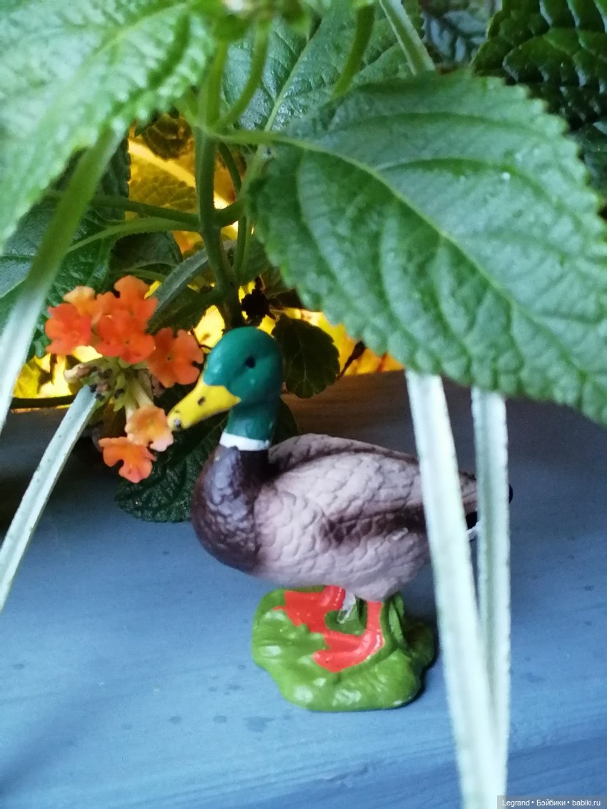 Лурения - Петербург: прогулка с питомцами под дождём