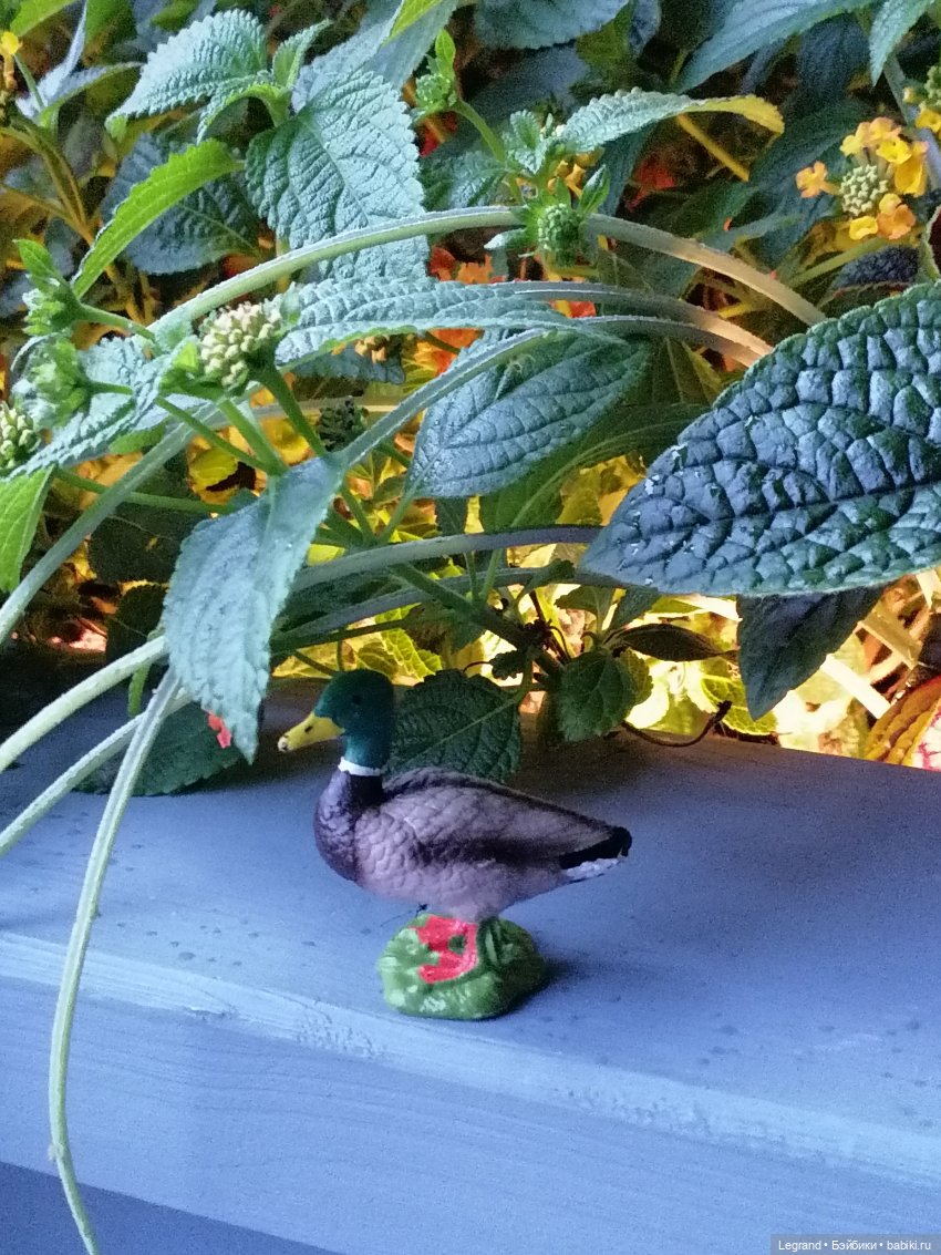 Лурения - Петербург: прогулка с питомцами под дождём