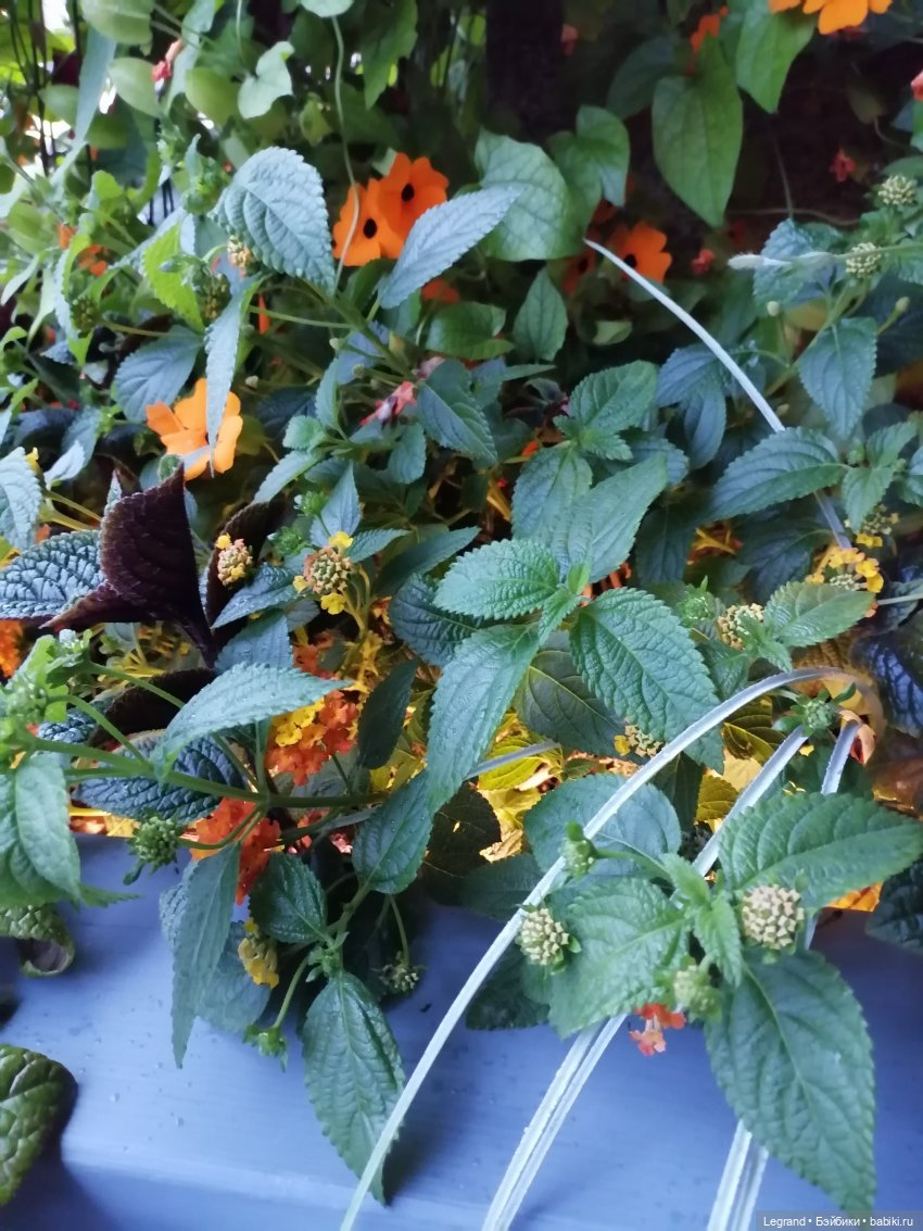 Лурения - Петербург: прогулка с питомцами под дождём