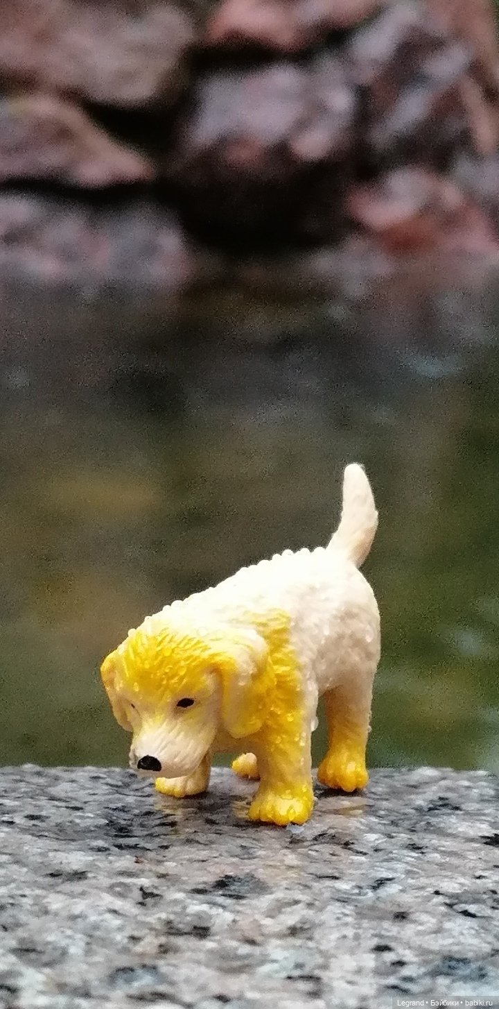 Лурения - Петербург: прогулка с питомцами под дождём