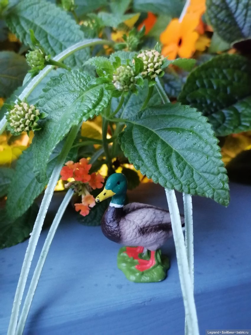 Лурения - Петербург: прогулка с питомцами под дождём