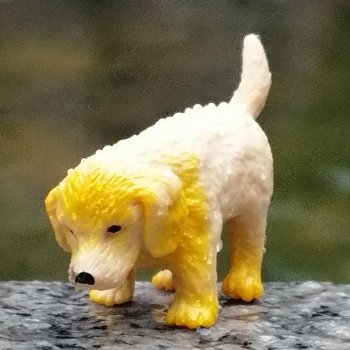 Лурения - Петербург: прогулка с питомцами под дождём