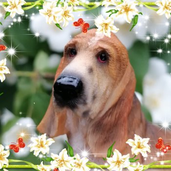 Лурения - Международный день собак