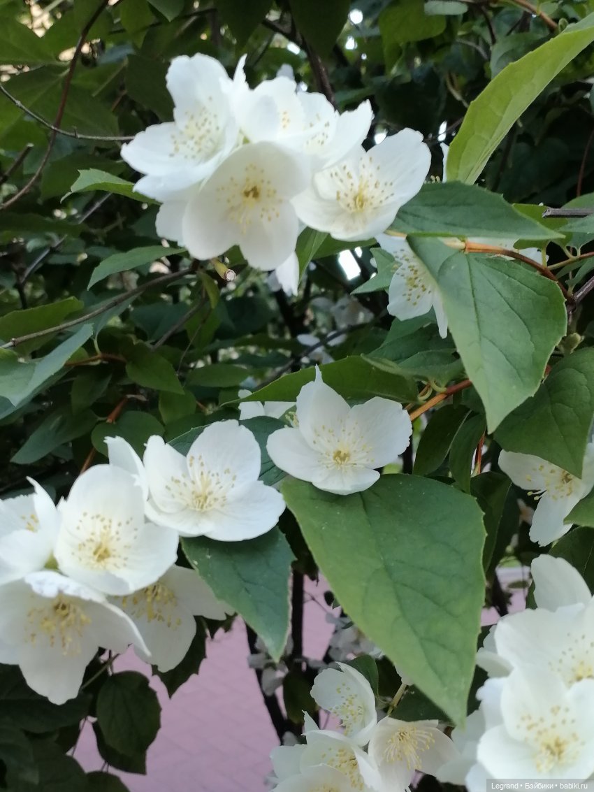 Лурения: прогулки собачек от Kari