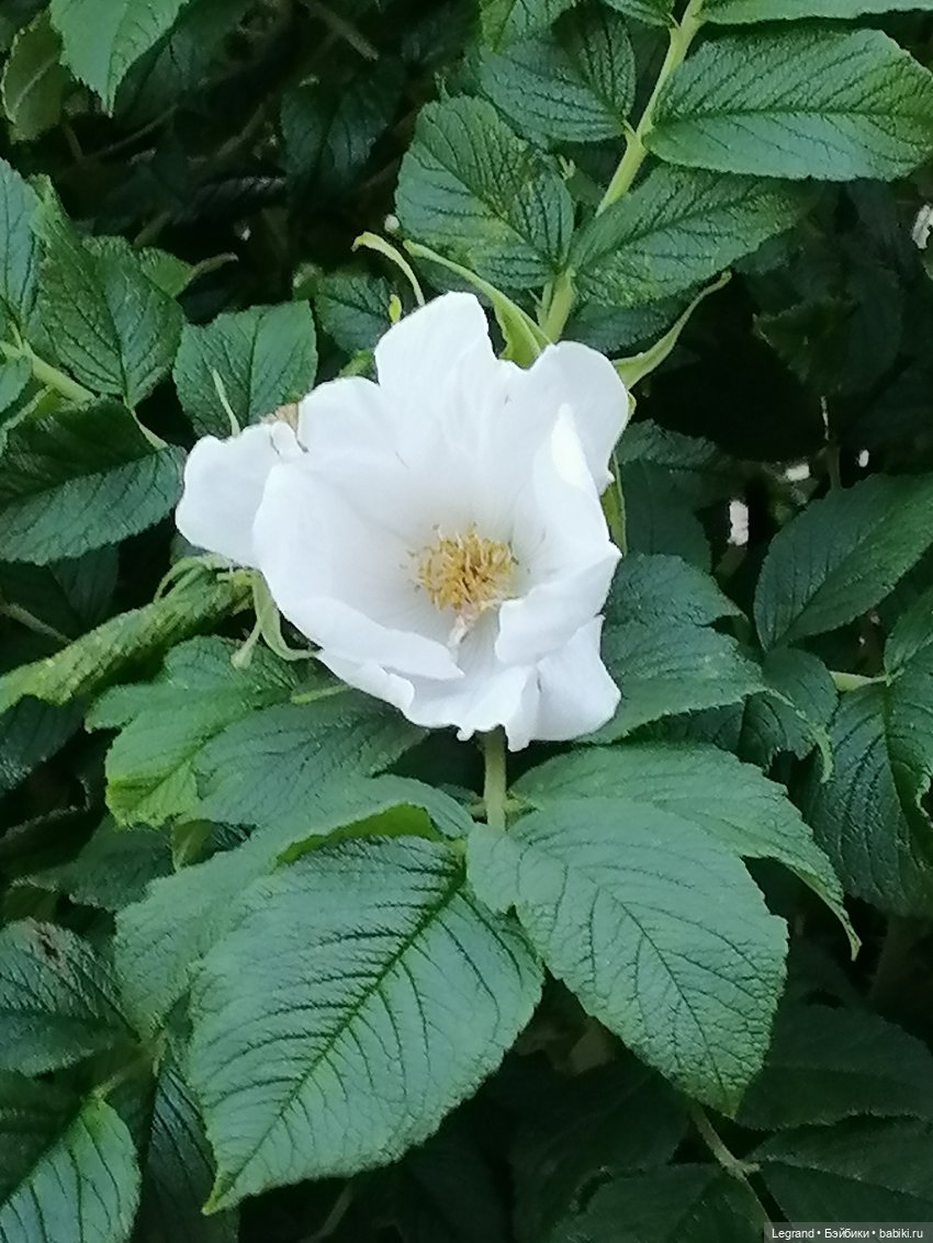 Лурения: прогулки собачек от Kari