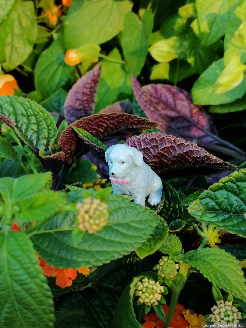 Лурения: прогулки собачек от Kari