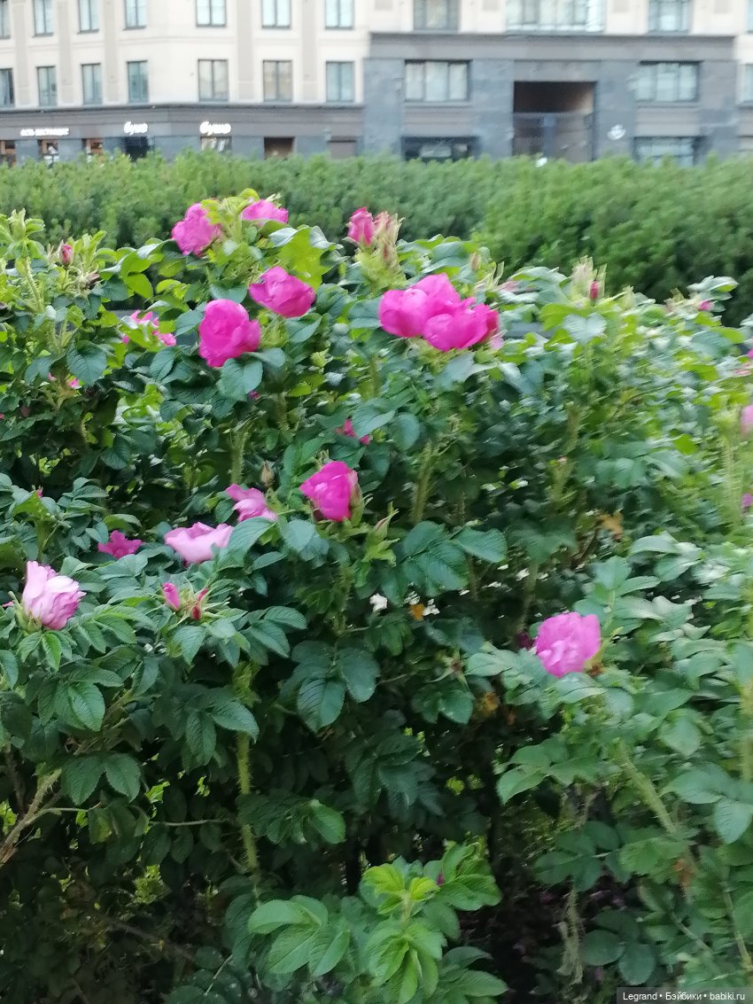 Лурения: прогулки собачек от Kari