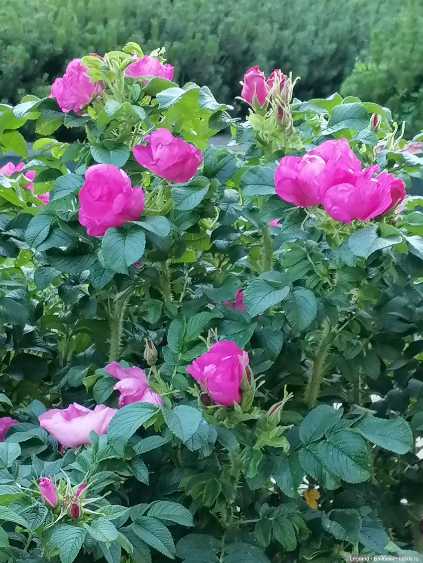 Лурения: прогулки собачек от Kari