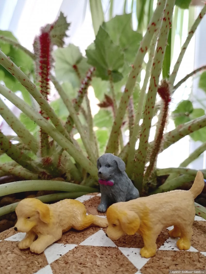 Лурения: прогулки собачек от Kari (фото 5)