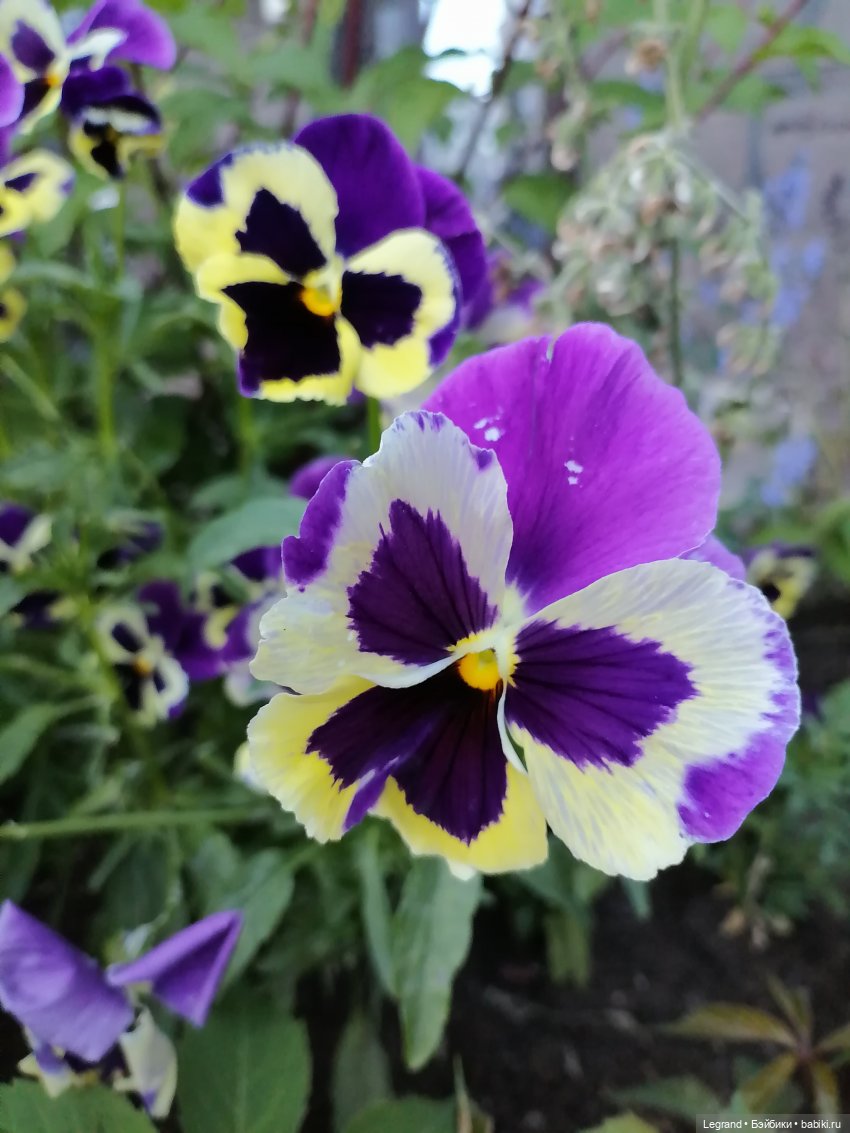 Лурения: прогулки собачек от Kari